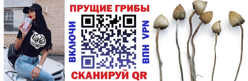 Псилоцибиновые грибы Cubensis  Шебекино 